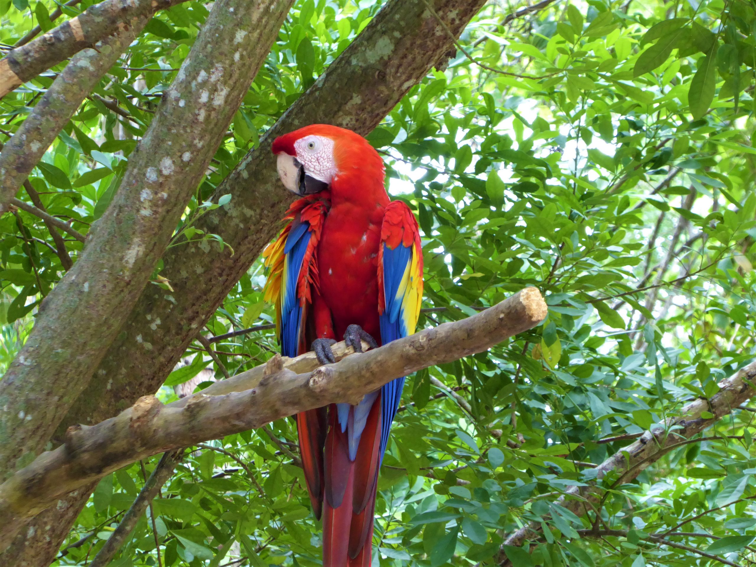 Wildlife